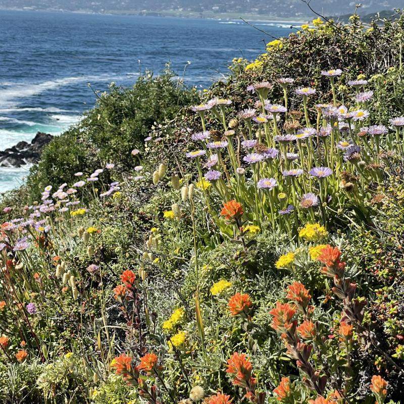 Wildflowers