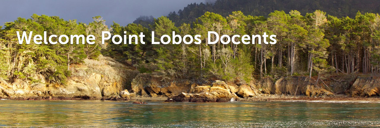 photo of Point Lobos State Reserve